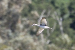 Marmaronetta angustirostris