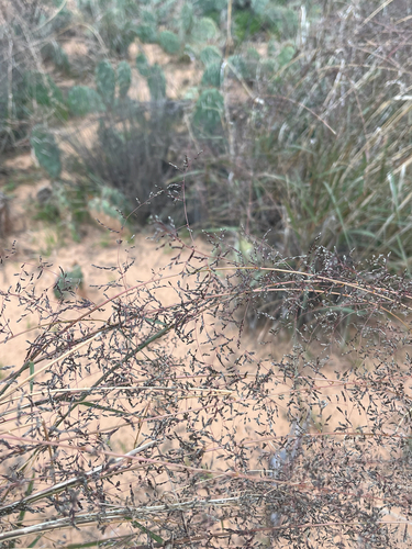 mesa dropseed