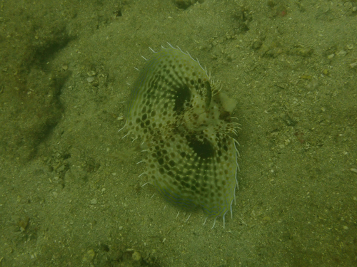 Dactyloptena observed 2026-10-19