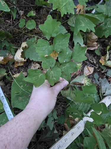 Vancouveria hexandra observed 2026-10-21