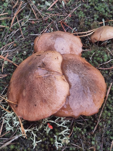 Purple-veiled Slippery Jack