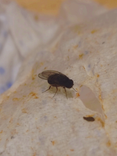 Drosophila hydei observed 2026-10-20