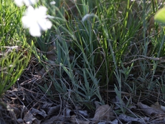 Dianthus plumarius lumnitzeri