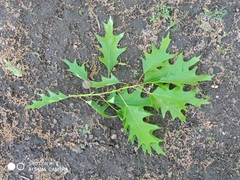 Quercus rubra