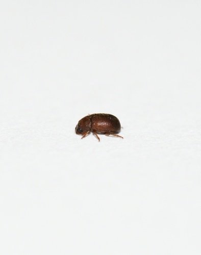 Pentaphyllus, 2026-10-21