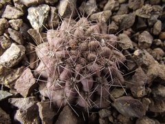 Eriosyce recondita
