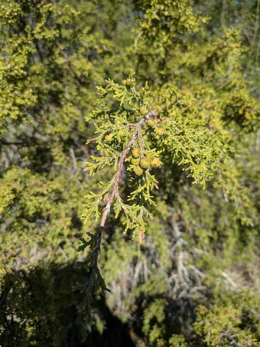 redberry juniper
