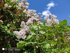 Syringa vulgaris
