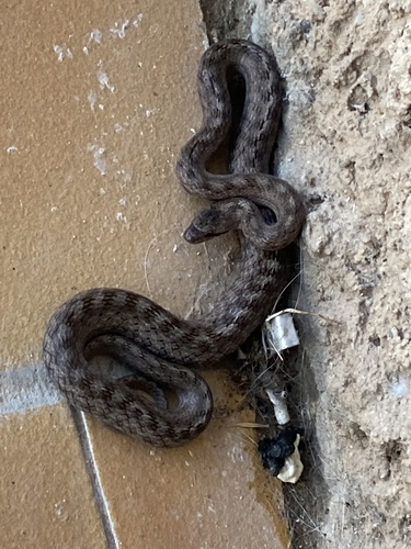 Southern Smooth Snake