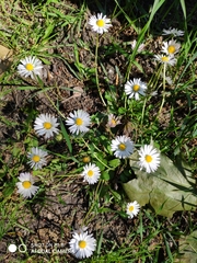 Bellis perennis