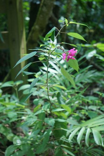 Salvia involucrata