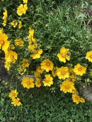 Coreopsis palmata