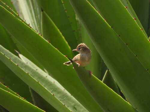 iNaturalist image