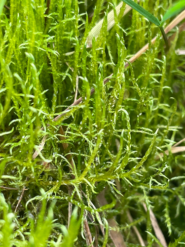 Drepanocladus aduncus observed 2026-10-21