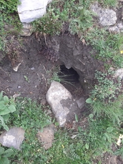 Marmota marmota