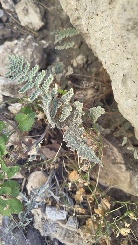 Eaton's lipfern