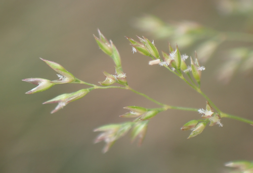 Polypogon viridis