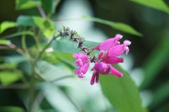 Salvia involucrata