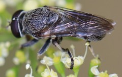 Myolepta aurinota