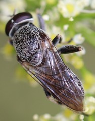 Myolepta aurinota
