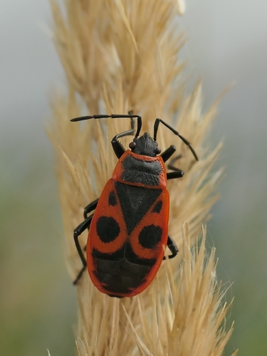 European Firebug