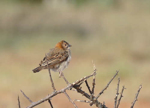 iNaturalist image