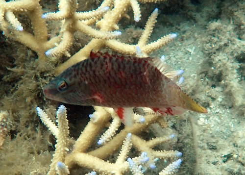 Oxycheilinus digramma observed 2026-10-20