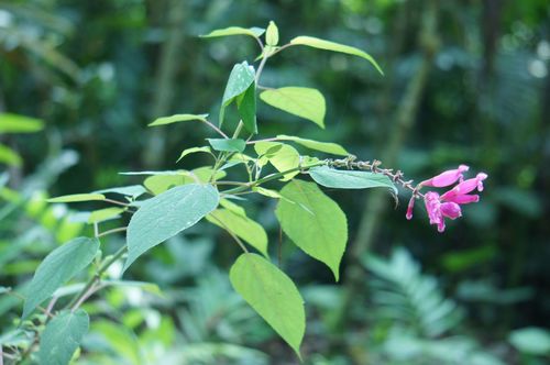 Salvia involucrata