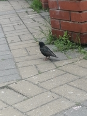 Sturnus vulgaris