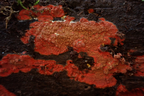 Phlebia coccineofulva, 2026-10-16