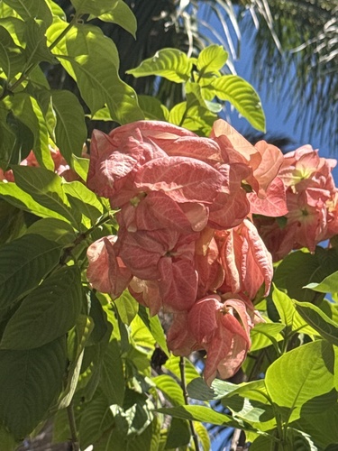 Mussaenda philippica observed 2026-10-21