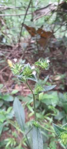Elephantopus scaber observed 2026-10-21