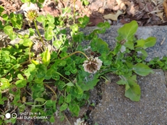 Trifolium repens