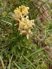 Pedicularis comosa