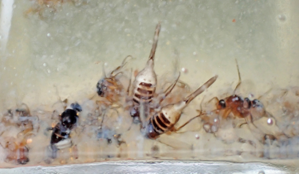 Pseudohypocera kerteszi