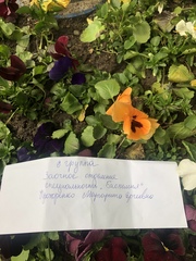 Viola × wittrockiana