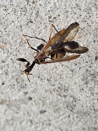 Brown Wasp Mantidfly