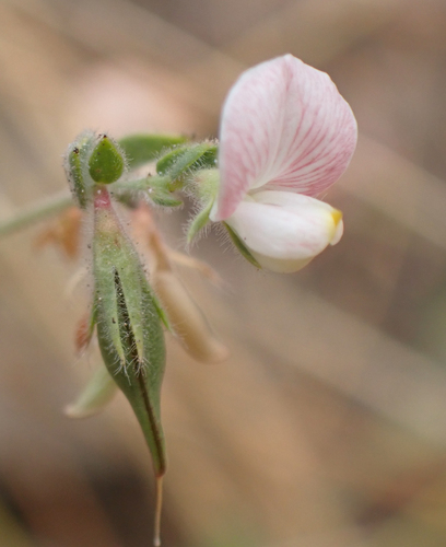 Acmispon americanus observed 2026-10-20