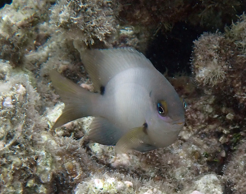Stegastes nigricans observed 2026-10-20