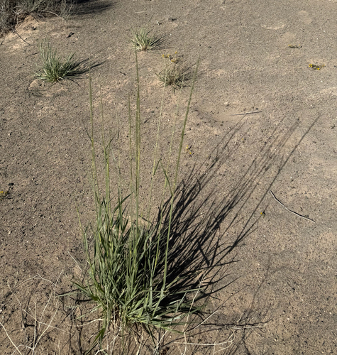 Spike Dropseed