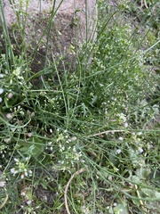 Capsella bursa-pastoris