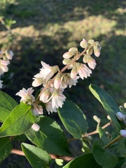 Deutzia pulchra