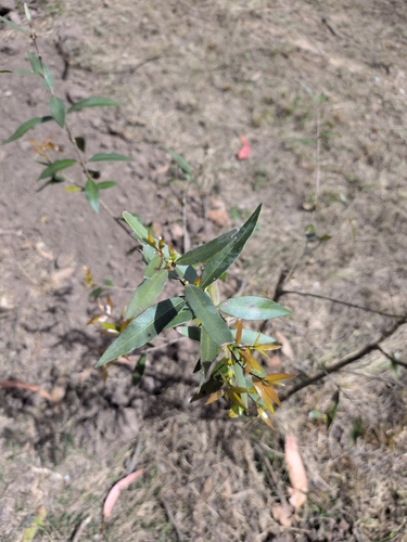 Blepharocalyx salicifolius, 2026-10-21