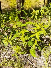 Veronicastrum virginicum
