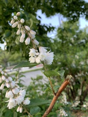 Deutzia pulchra
