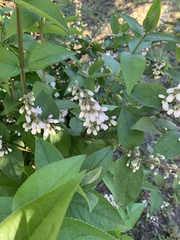 Deutzia pulchra