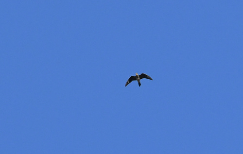 Common Nighthawk