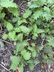 Urtica dioica