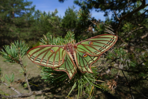 イザベラミズアオ (Graellsia isabellae) · iNaturalist