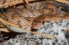 Arizona elegans eburnata